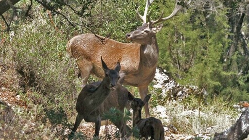 natur exclusiv Sardinien Arche aus Stein ARD Mediathek