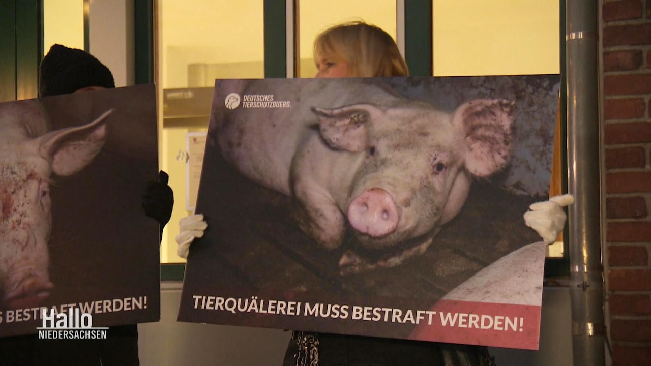Hallo Niedersachsen Vorwurf Der Tierquälerei Schweinemastbetreiber Vor Gericht Ard Mediathek 2315