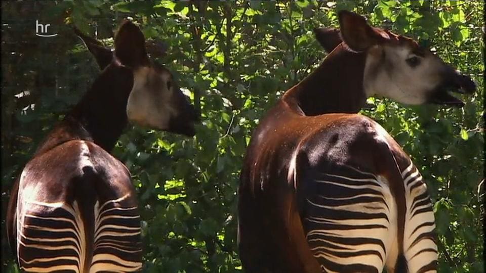 Zoo-Besuch wieder ohne Online-Reservierung möglich - Erdmännchen-Nachwuchs  im Giraffenhaus